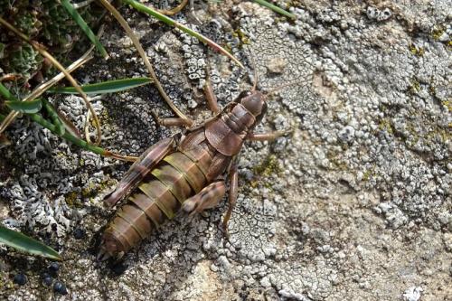 Réf. 242 880 : Podisma pedestris